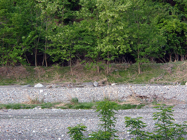 対岸に目を向けると・・・。何かが居ます。